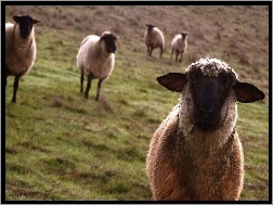 Owiec, Pastwisko, Stadko